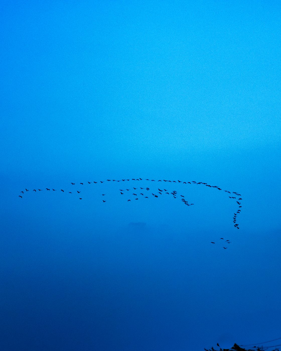 A long line of migrating birds against a blue sky